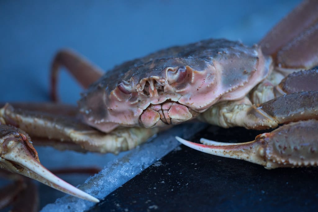 What is the difference between snow crab and bairdi crab? All difference